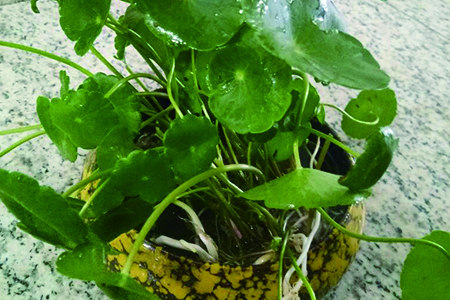 铜钱草水养怎么种植