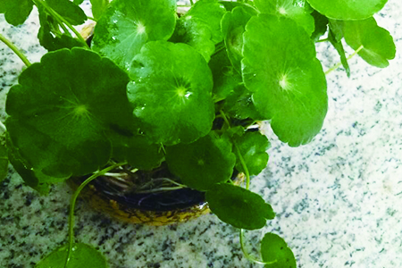 铜钱草水养怎么种植