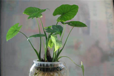 滴水观音怎么浇水