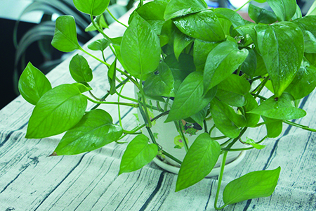 绿萝冬天应该怎么种植