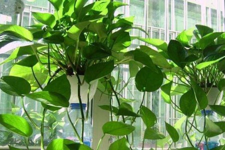 绿萝冬天应该怎么种植