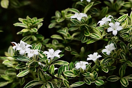 六月雪的养殖办法和注意些什么