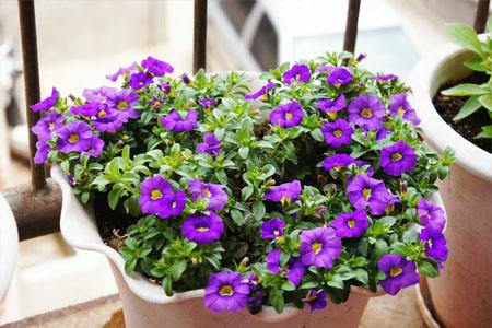 百万小铃的养殖办法和注意些什么