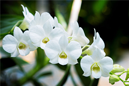 白兰花春天怎么种植