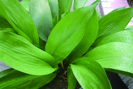一叶兰叶子发黄解决办法