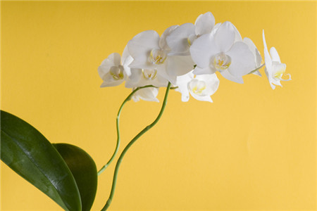 白兰花春天怎么种植