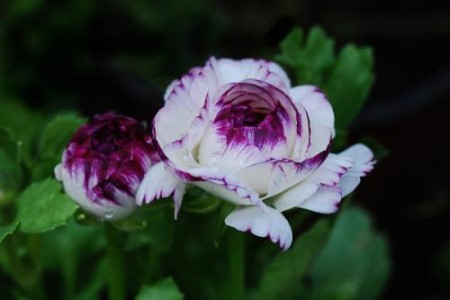 花毛茛的养殖办法和注意些什么