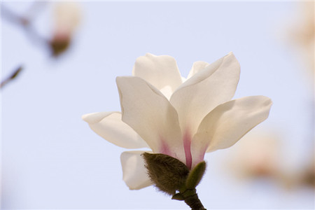 白兰花春天怎么种植