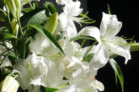 百合花春天怎么种植