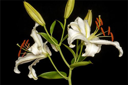 百合花春天怎么种植