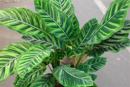 双线竹芋的养殖办法和注意些什么