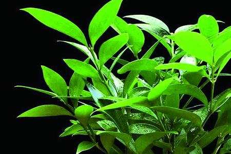 竹柏的养殖办法和注意些什么