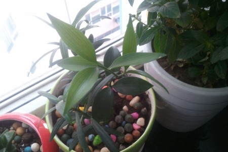 竹柏的养殖办法和注意些什么