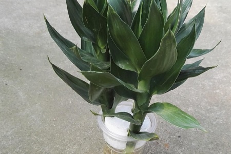 莲花竹的养殖办法和注意些什么