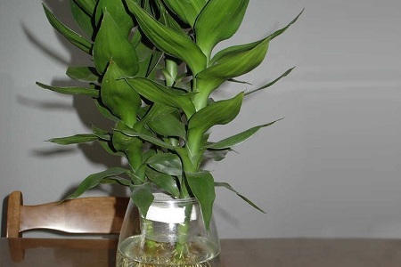 莲花竹的养殖办法和注意些什么