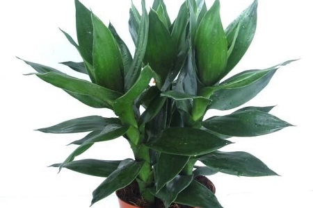 莲花竹的养殖办法和注意些什么