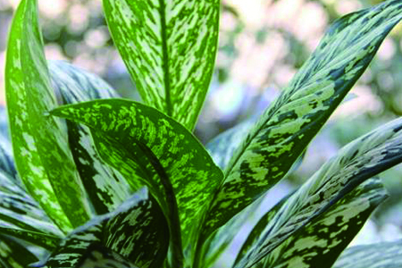 银皇后的养殖办法和注意些什么