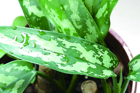 银皇后的养殖办法和注意些什么