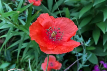 家里有孩子的,这花在好看也别养,不然后悔基本都来不及!