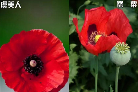 家里有孩子的,这花在好看也别养,不然后悔基本都来不及!