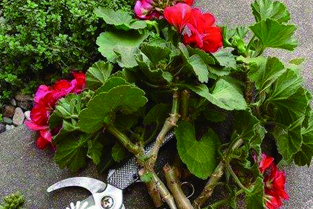 天竺葵的养殖办法和注意些什么