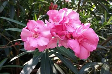 家里有孩子的,这花在好看也别养,不然后悔基本都来不及!