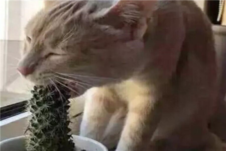 家里有孩子的,这花在好看也别养,不然后悔基本都来不及!