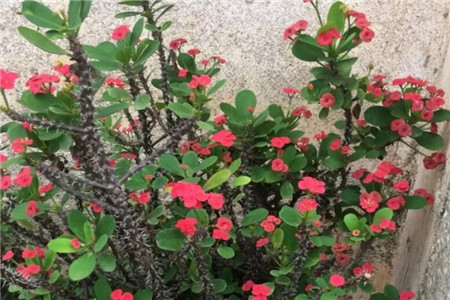 家里有孩子的,这花在好看也别养,不然后悔基本都来不及!