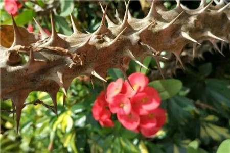 家里有孩子的,这花在好看也别养,不然后悔基本都来不及!