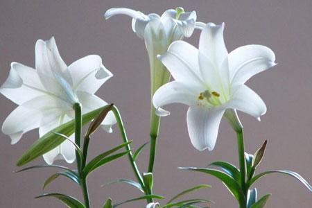 百合花怎么种植