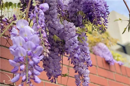 家里有孩子的,这花在好看也别养,不然后悔基本都来不及!