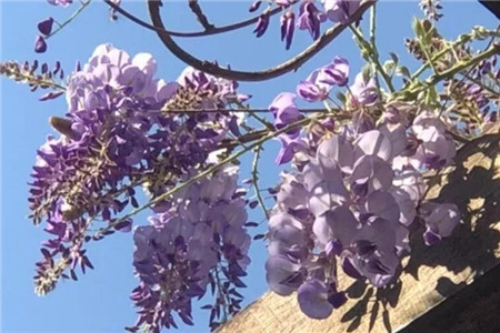 家里有孩子的,这花在好看也别养,不然后悔基本都来不及!