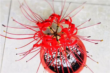 家里有孩子的,这花在好看也别养,不然后悔基本都来不及!