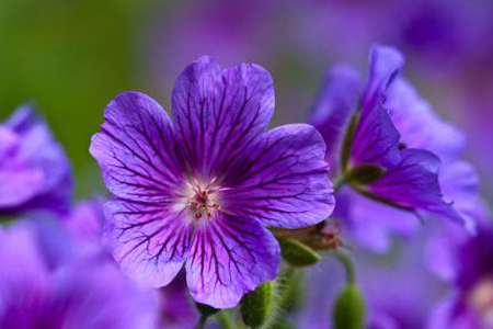 盆栽紫罗兰怎么种植