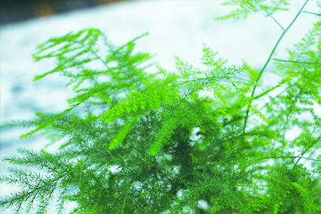 文竹冬天怎么种植护