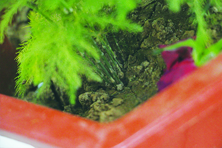 文竹冬天怎么种植护