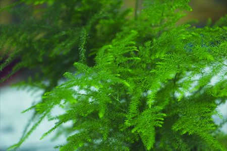 文竹冬天怎么种植护