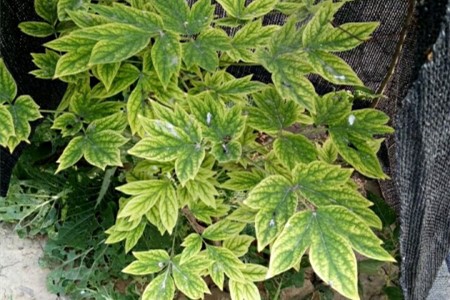 牡丹叶子发黄解决办法