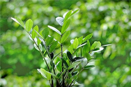 金钱树冬天怎么种植