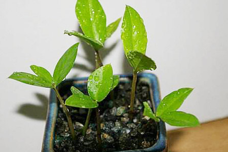 金钱树冬天怎么种植