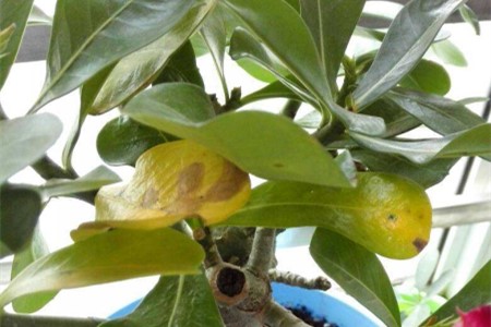 玫瑰叶子发黄解决办法