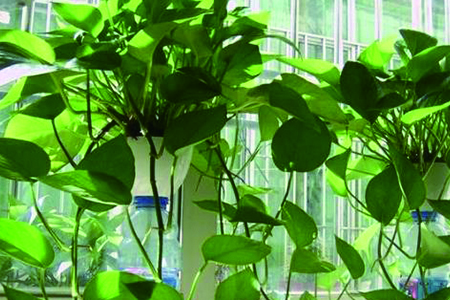 黄金葛叶片发黄解决办法