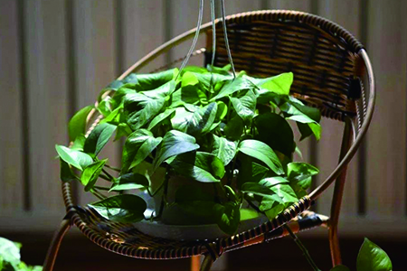 黄金葛叶片发黄解决办法