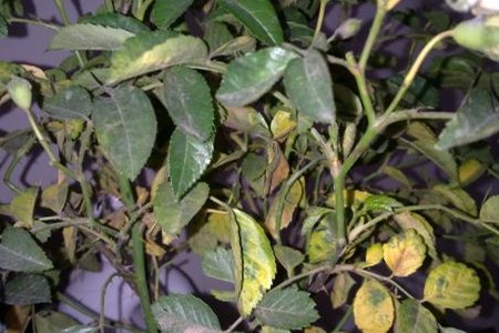 玫瑰叶子发黄解决办法