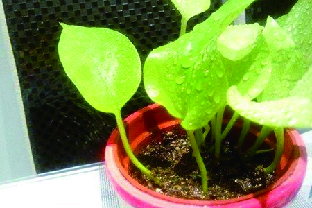 黄金葛叶片发黄解决办法