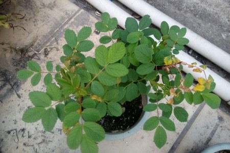 玫瑰叶子发黄解决办法