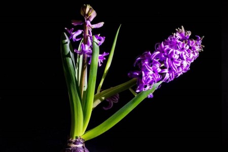 风信子叶子长太长立不住解决办法