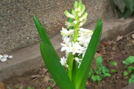 风信子叶子长太长立不住解决办法