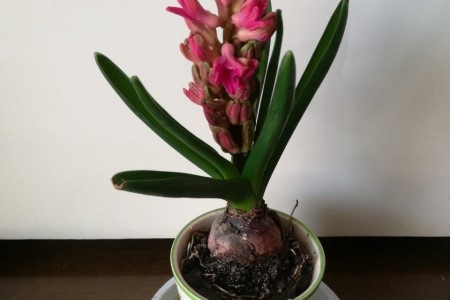 风信子土培怎么浇水