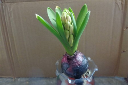 风信子叶子长太长立不住解决办法